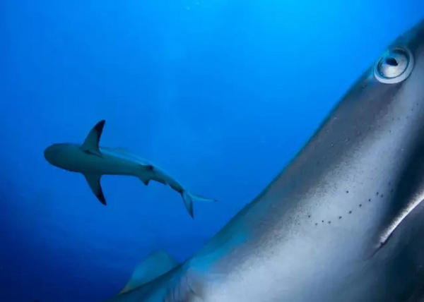 震撼心灵！2021美国《国家地理》摄影师大赛获奖作品精选｜艺术新生活