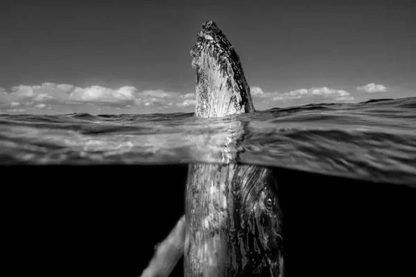 震撼心灵！2021美国《国家地理》摄影师大赛获奖作品精选｜艺术新生活