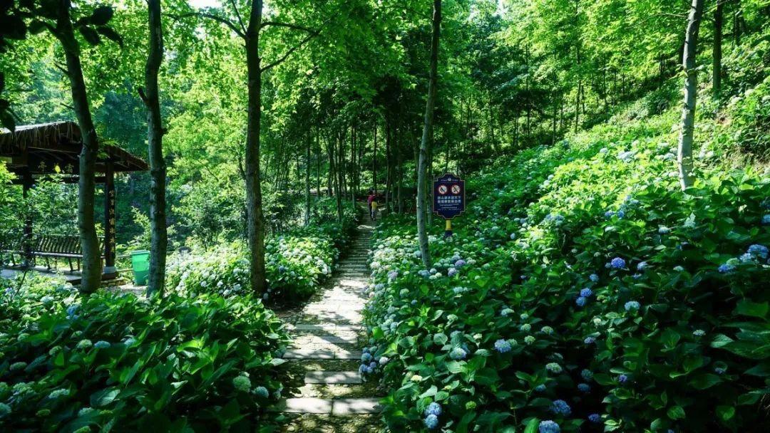 武汉周边发现宫崎骏同款花海！1.5小时直达，漫山绣球花正逢盛放