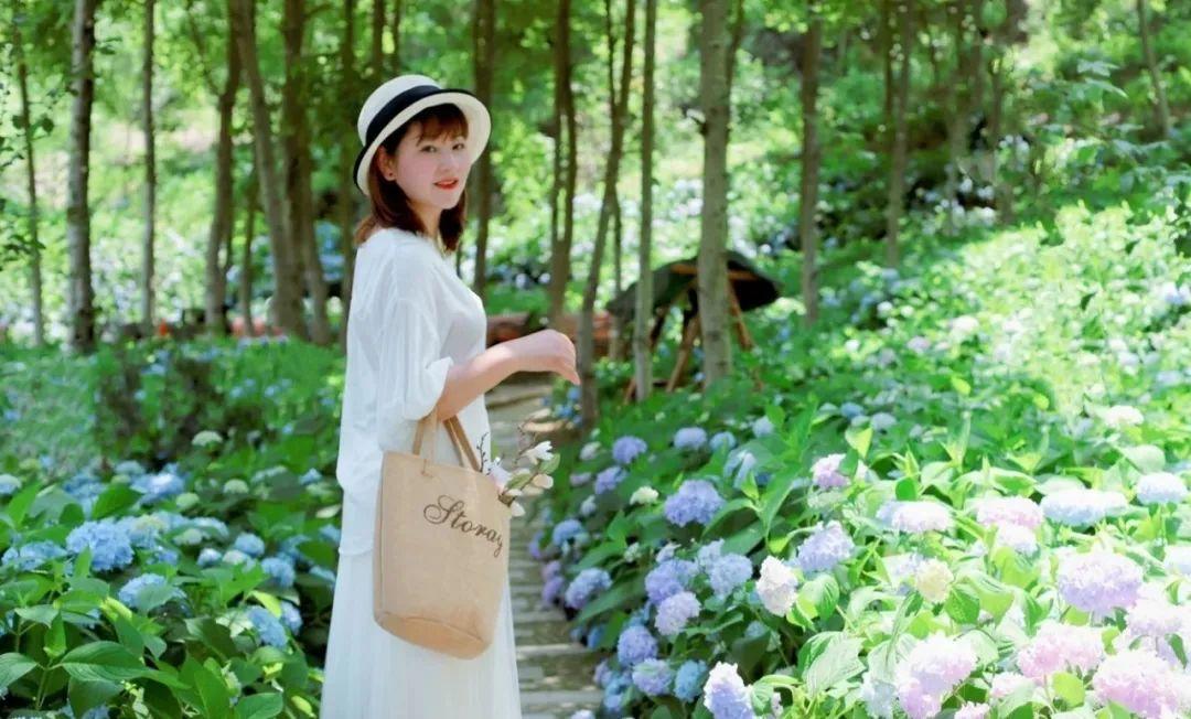 武汉周边发现宫崎骏同款花海！1.5小时直达，漫山绣球花正逢盛放