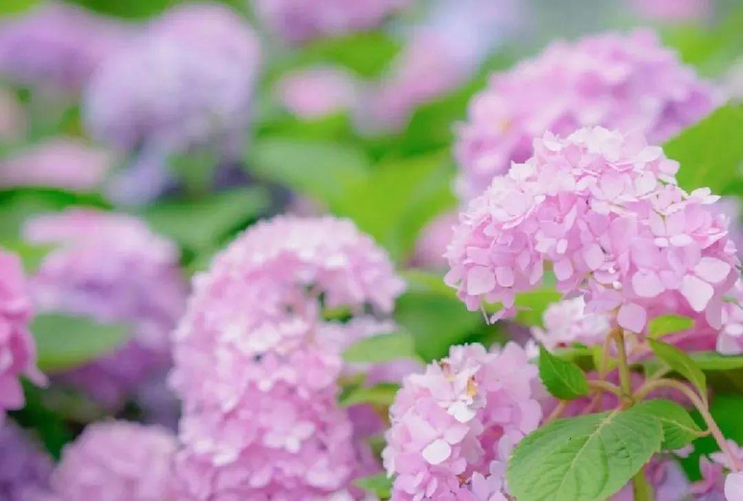 武汉周边发现宫崎骏同款花海！1.5小时直达，漫山绣球花正逢盛放