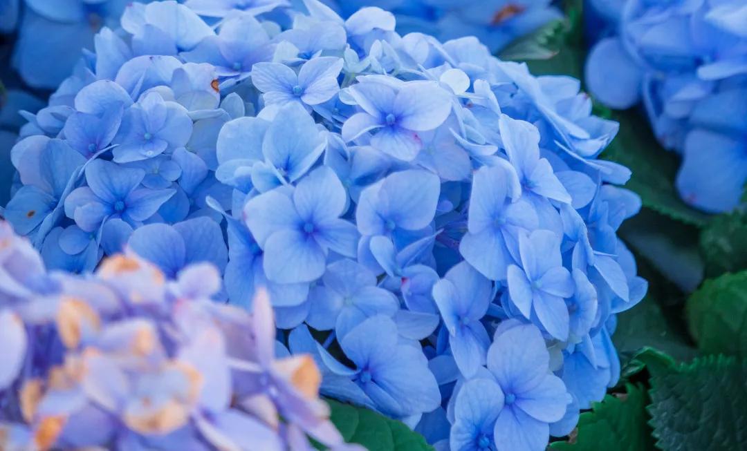 武汉周边发现宫崎骏同款花海！1.5小时直达，漫山绣球花正逢盛放