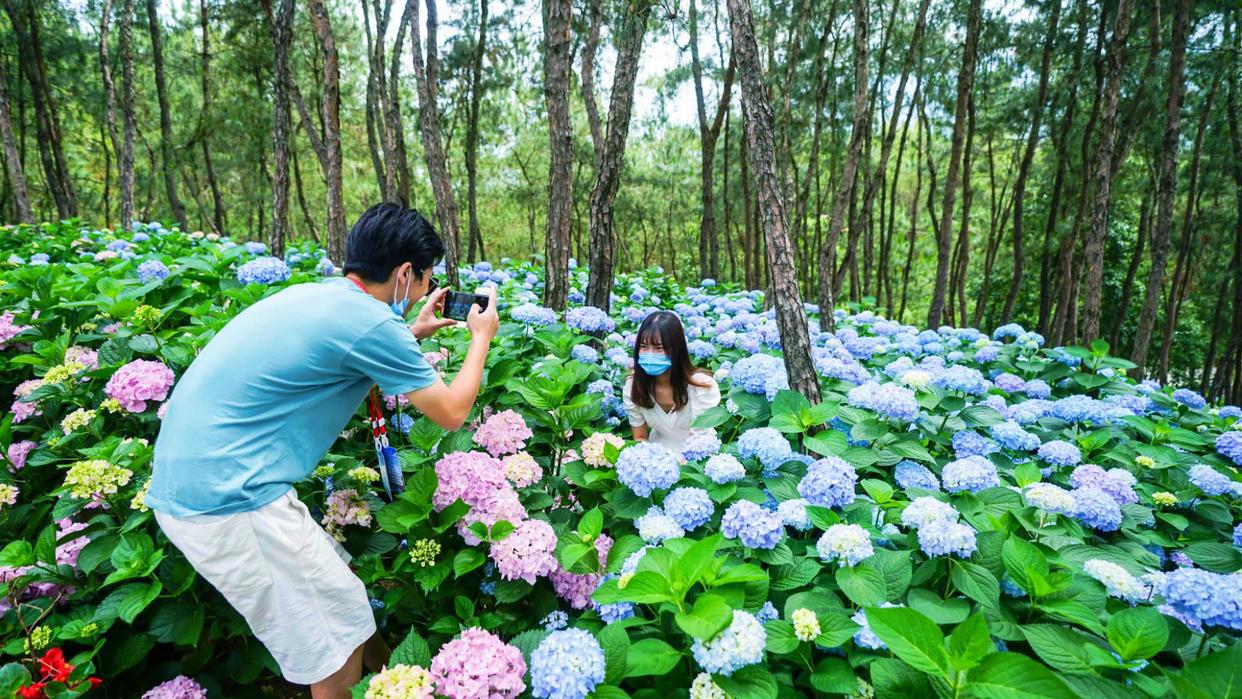 武汉周边发现宫崎骏同款花海！1.5小时直达，漫山绣球花正逢盛放