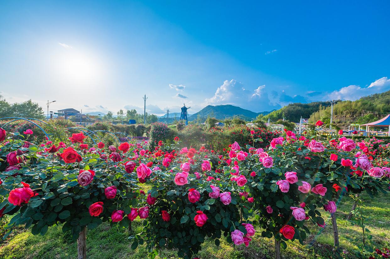 武汉周边发现宫崎骏同款花海！1.5小时直达，漫山绣球花正逢盛放