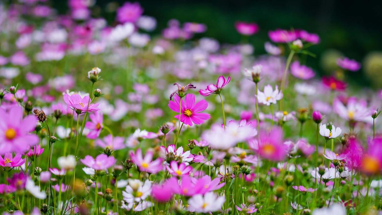 武汉周边发现宫崎骏同款花海！1.5小时直达，漫山绣球花正逢盛放