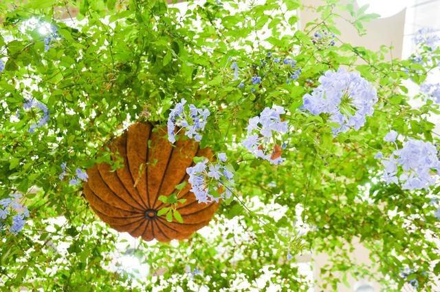 徜徉郁金香空中花园，百万葵园的冬日恋歌