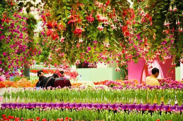 徜徉郁金香空中花园，百万葵园的冬日恋歌