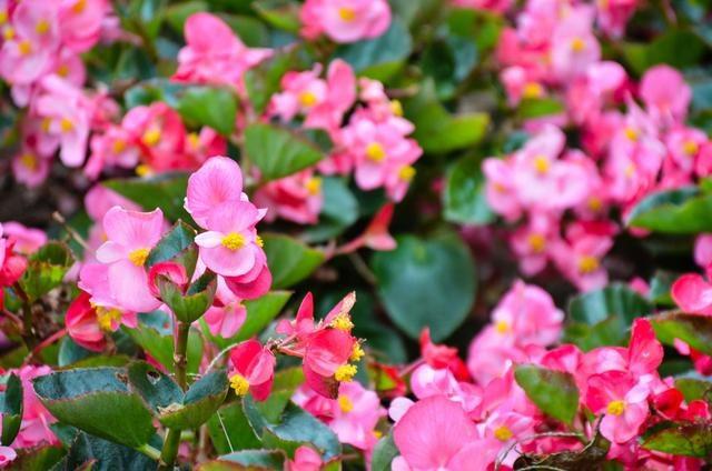 徜徉郁金香空中花园，百万葵园的冬日恋歌