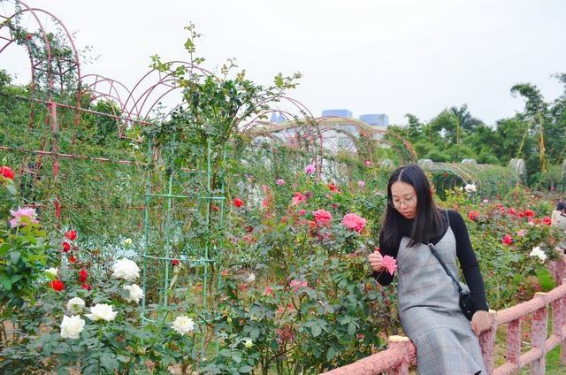 徜徉郁金香空中花园，百万葵园的冬日恋歌