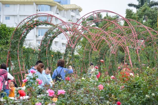 徜徉郁金香空中花园，百万葵园的冬日恋歌