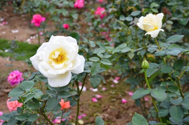 徜徉郁金香空中花园，百万葵园的冬日恋歌