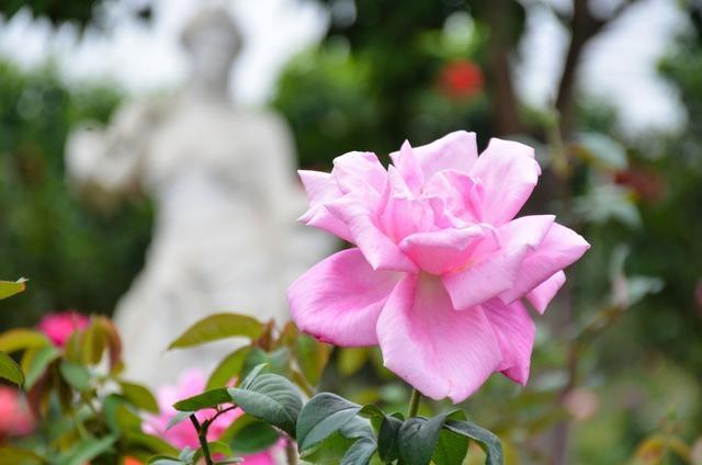 徜徉郁金香空中花园，百万葵园的冬日恋歌