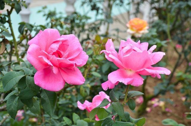 徜徉郁金香空中花园，百万葵园的冬日恋歌