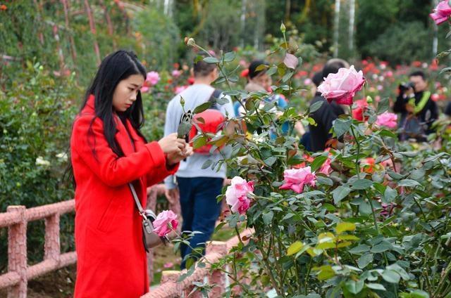 徜徉郁金香空中花园，百万葵园的冬日恋歌