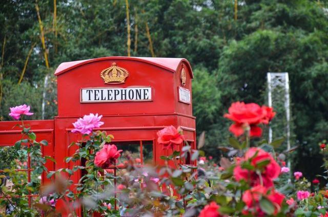 徜徉郁金香空中花园，百万葵园的冬日恋歌