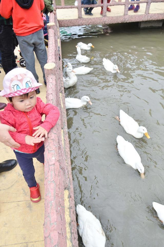 徜徉郁金香空中花园，百万葵园的冬日恋歌