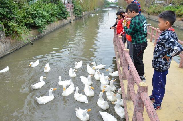 徜徉郁金香空中花园，百万葵园的冬日恋歌