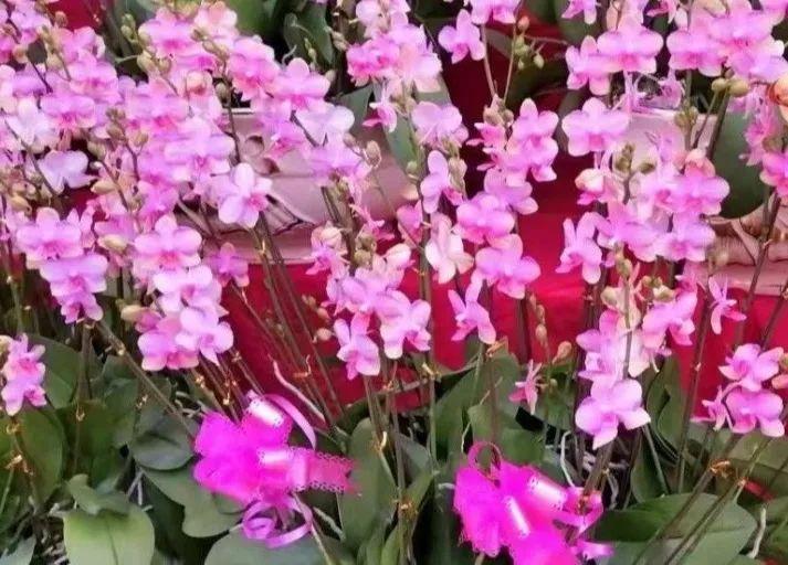 广东花市年年有，今年大不同！水上花城、AI嘉年华……等你来！