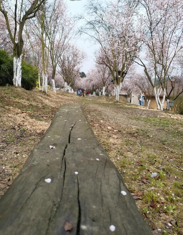 重庆周边公园整理丨适合带小孩玩耍的公园