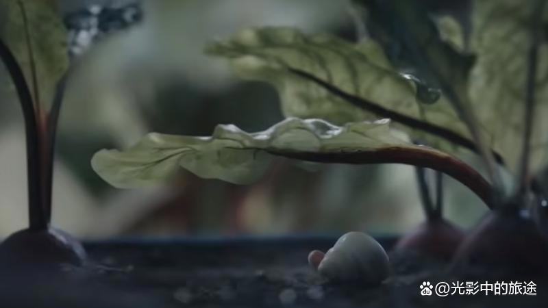 穿着鞋子的贝壳马塞尔：烂番茄99%新鲜度，8.4分的A24高口碑电影