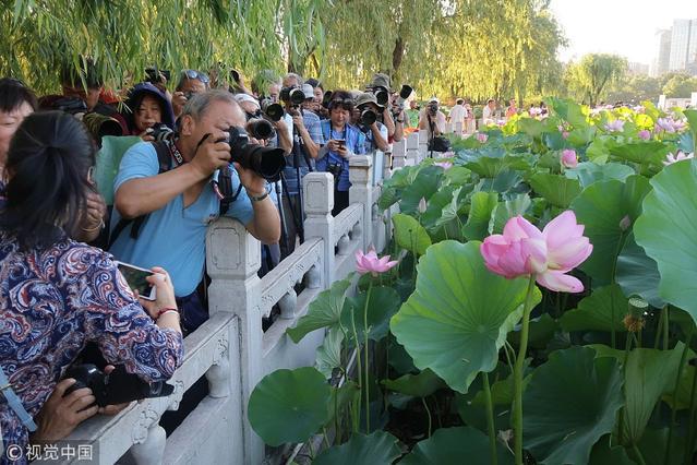 北京：并蒂莲夏日盛放引“长枪短炮”疯狂围拍