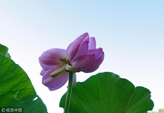 北京：并蒂莲夏日盛放引“长枪短炮”疯狂围拍