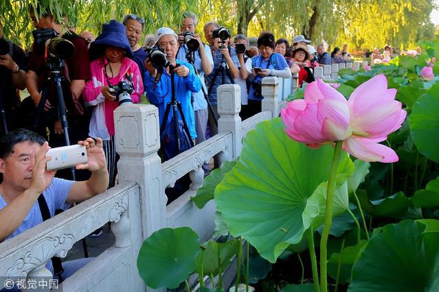 北京：并蒂莲夏日盛放引“长枪短炮”疯狂围拍