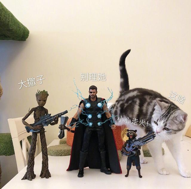 萌蠢猫咪遇上动漫手办的化学反应，格鲁特：这么肥真的太可爱啦！