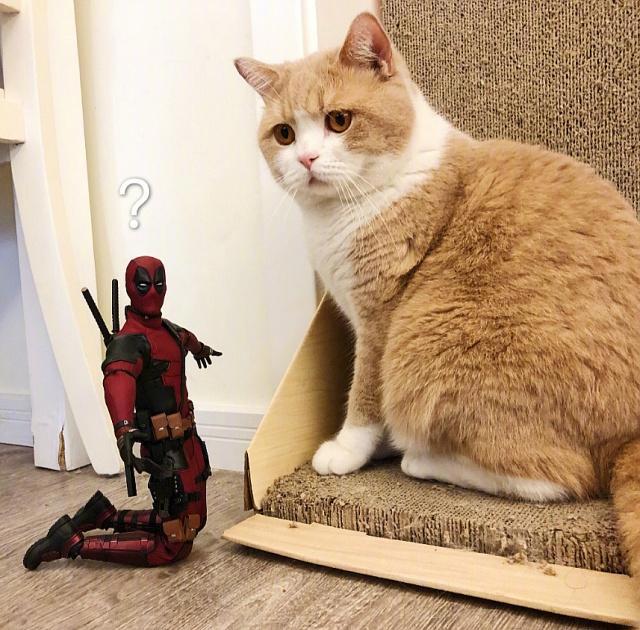 萌蠢猫咪遇上动漫手办的化学反应，格鲁特：这么肥真的太可爱啦！