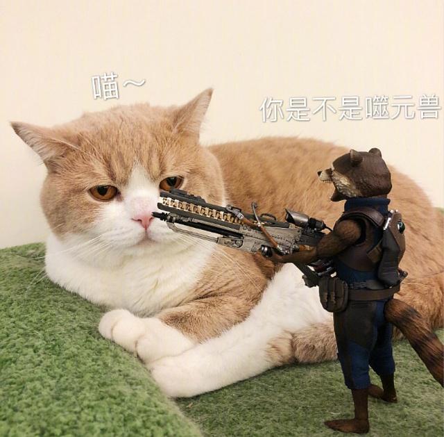 萌蠢猫咪遇上动漫手办的化学反应，格鲁特：这么肥真的太可爱啦！