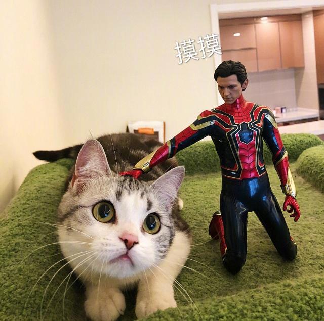 萌蠢猫咪遇上动漫手办的化学反应，格鲁特：这么肥真的太可爱啦！