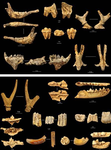 “栾川人”中原地区古人类考古的一次重要发现