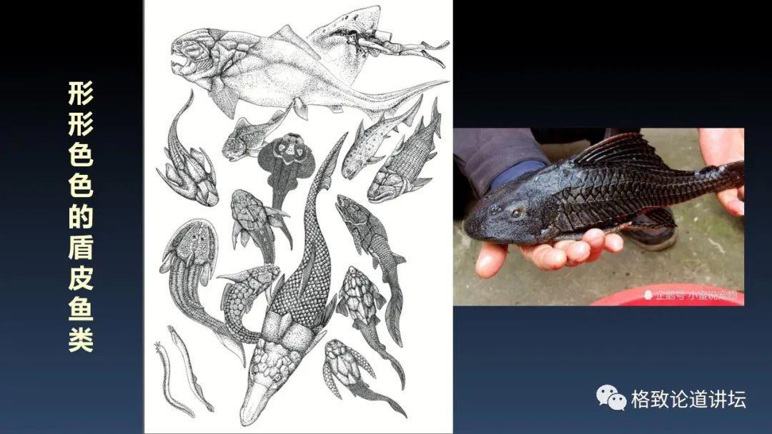 我们用来咬合的颌骨，竟和这条古鱼海怪一脉相承｜朱幼安