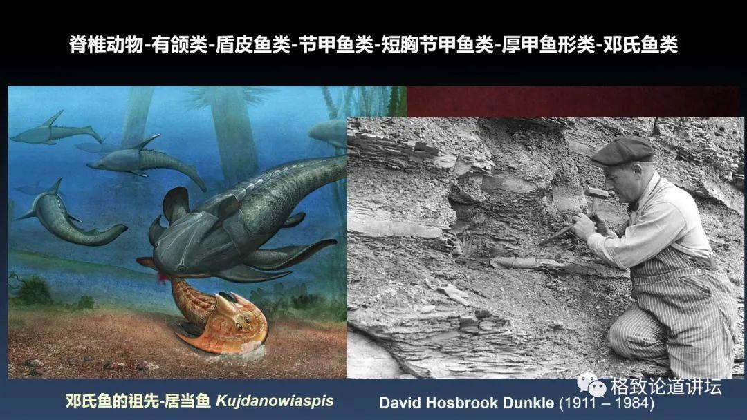 我们用来咬合的颌骨，竟和这条古鱼海怪一脉相承｜朱幼安