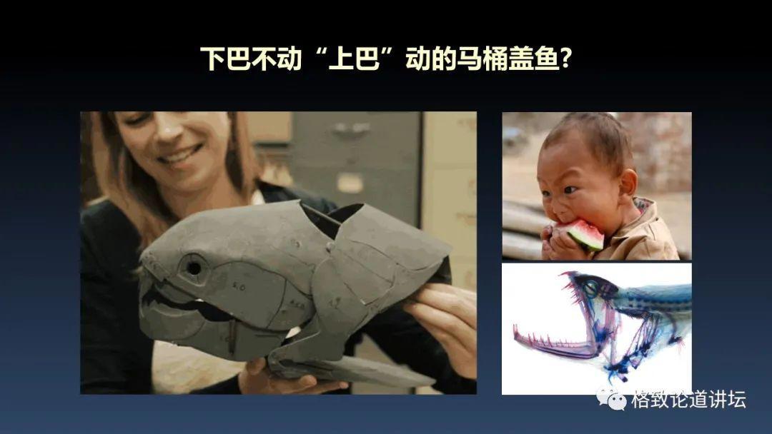 我们用来咬合的颌骨，竟和这条古鱼海怪一脉相承｜朱幼安