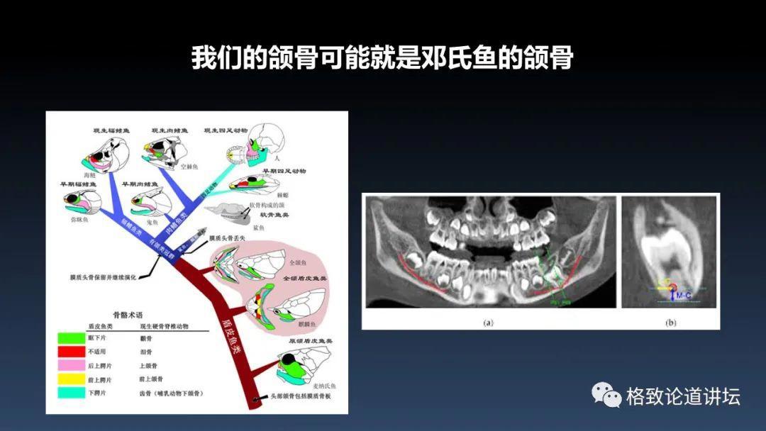 我们用来咬合的颌骨，竟和这条古鱼海怪一脉相承｜朱幼安