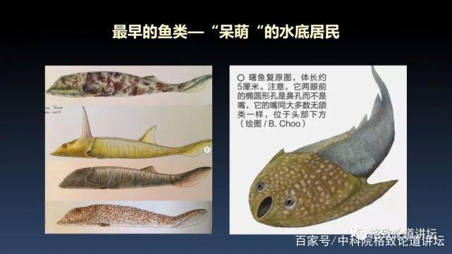 我们用来咬合的颌骨，竟和这条古鱼海怪一脉相承