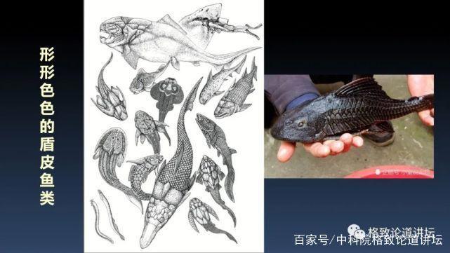 我们用来咬合的颌骨，竟和这条古鱼海怪一脉相承