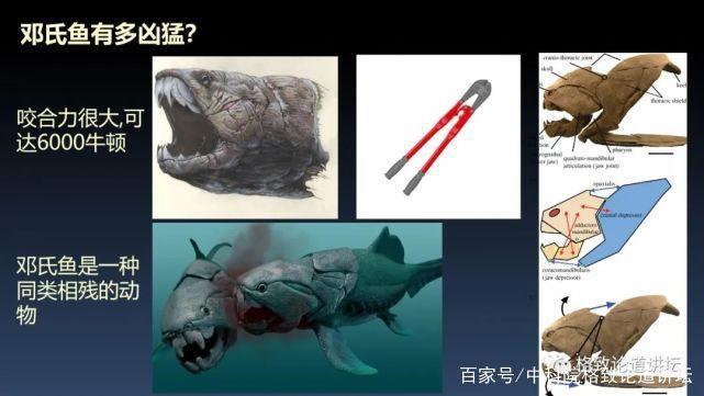 我们用来咬合的颌骨，竟和这条古鱼海怪一脉相承
