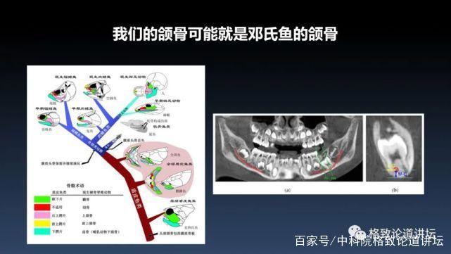 我们用来咬合的颌骨，竟和这条古鱼海怪一脉相承