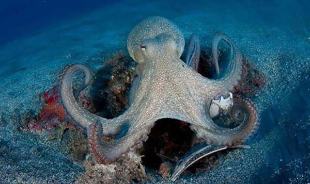 海绵宝宝：比奇堡生物原型，痞老板是远古生物，章鱼哥少两根爪子