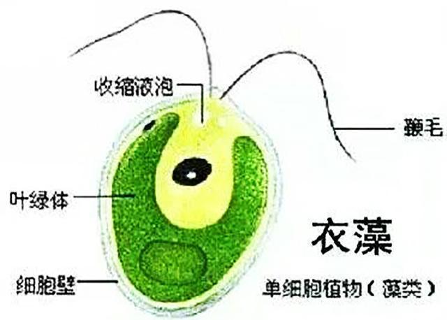 海绵宝宝：比奇堡生物原型，痞老板是远古生物，章鱼哥少两根爪子