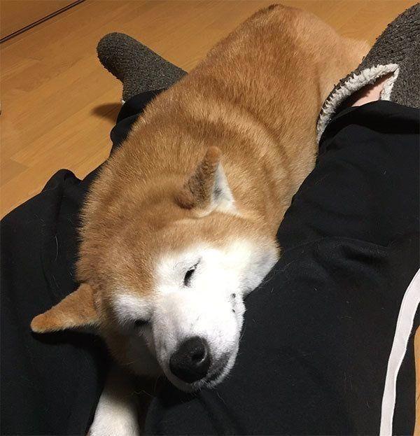 主人外出没带狗狗，柴犬的表情仿佛世界末日，你要抛家弃子吗？