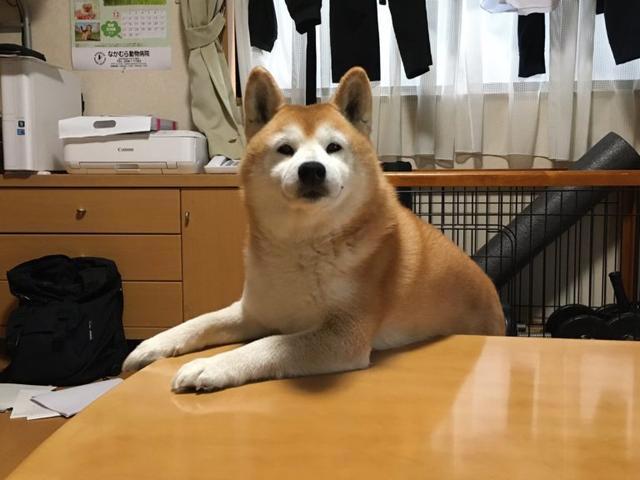 主人外出没带狗狗，柴犬的表情仿佛世界末日，你要抛家弃子吗？