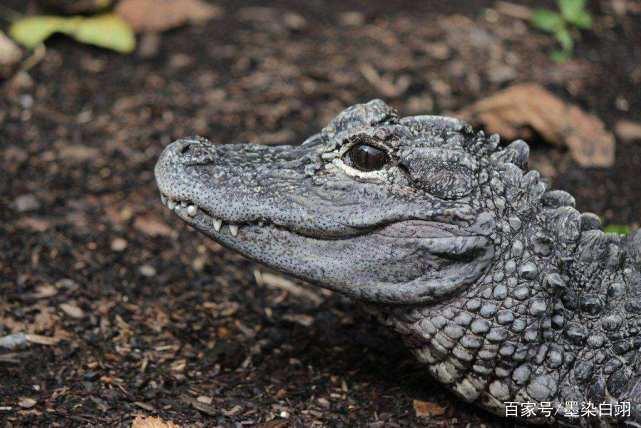 辰东成名作《神墓》开播，收视率却低迷，是书友们不买账吗？